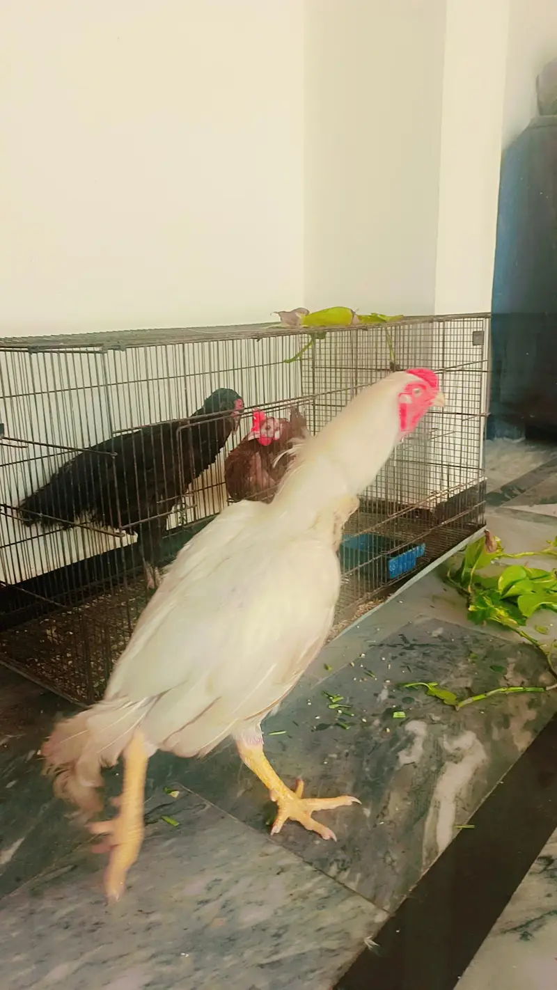 Aseel heera for sale — photo 2