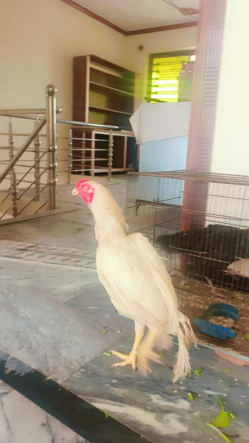 Aseel heera for sale — photo 3