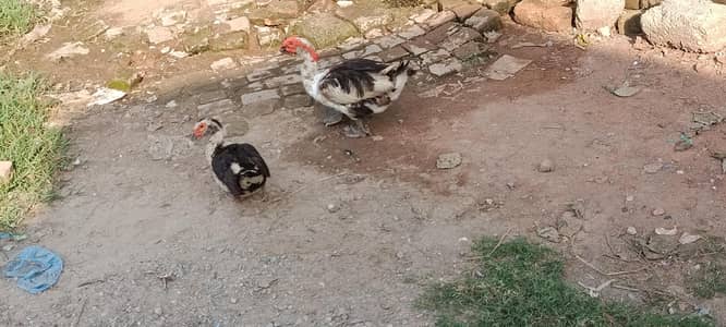 Ducks | Moscovy duck |