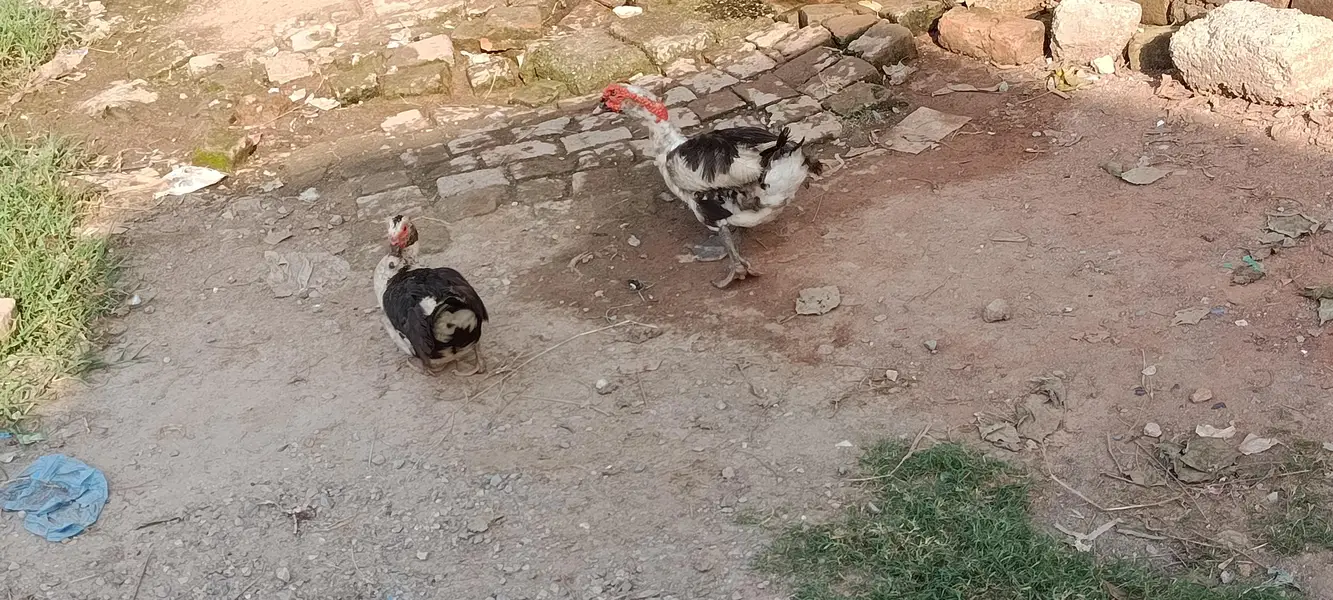 Ducks | Moscovy duck | — photo 2