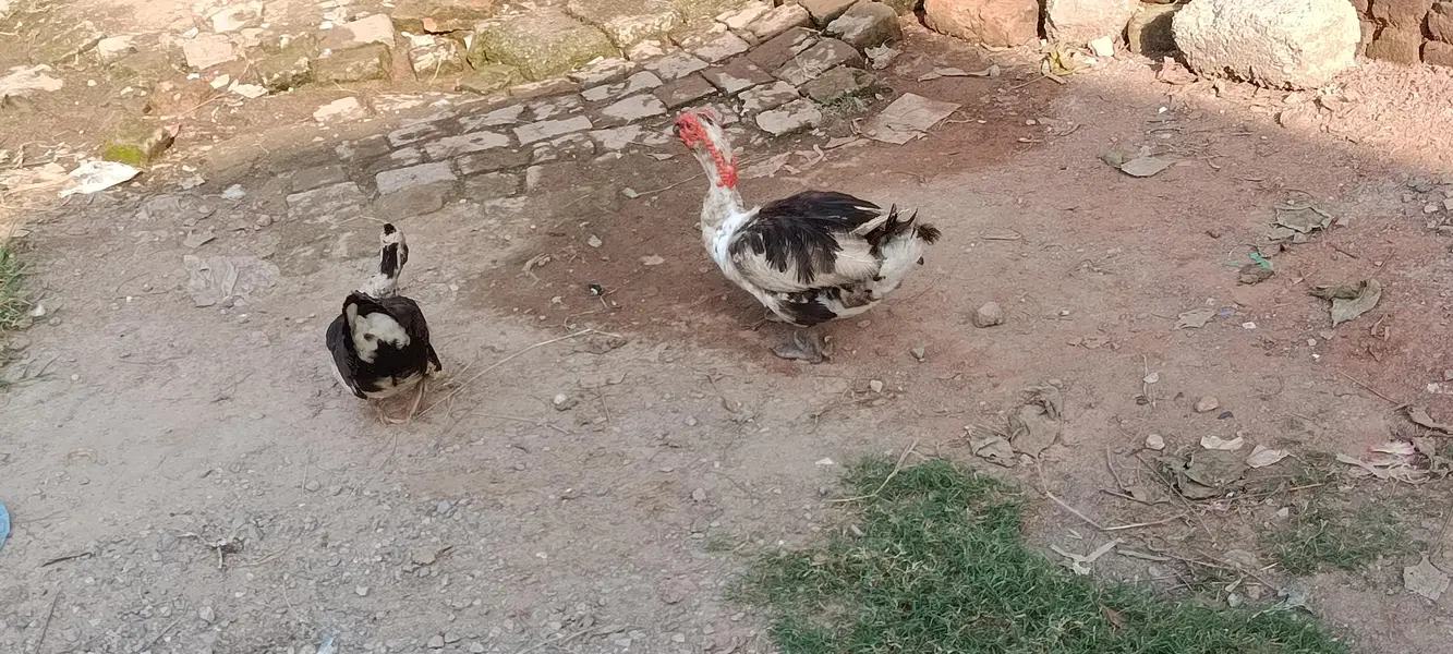 Ducks | Moscovy duck | — photo 3