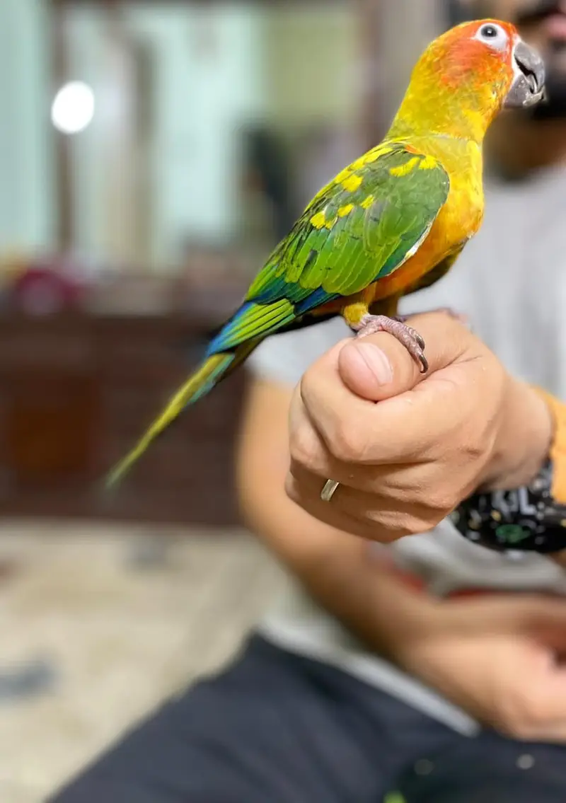 fully healthty sunconure