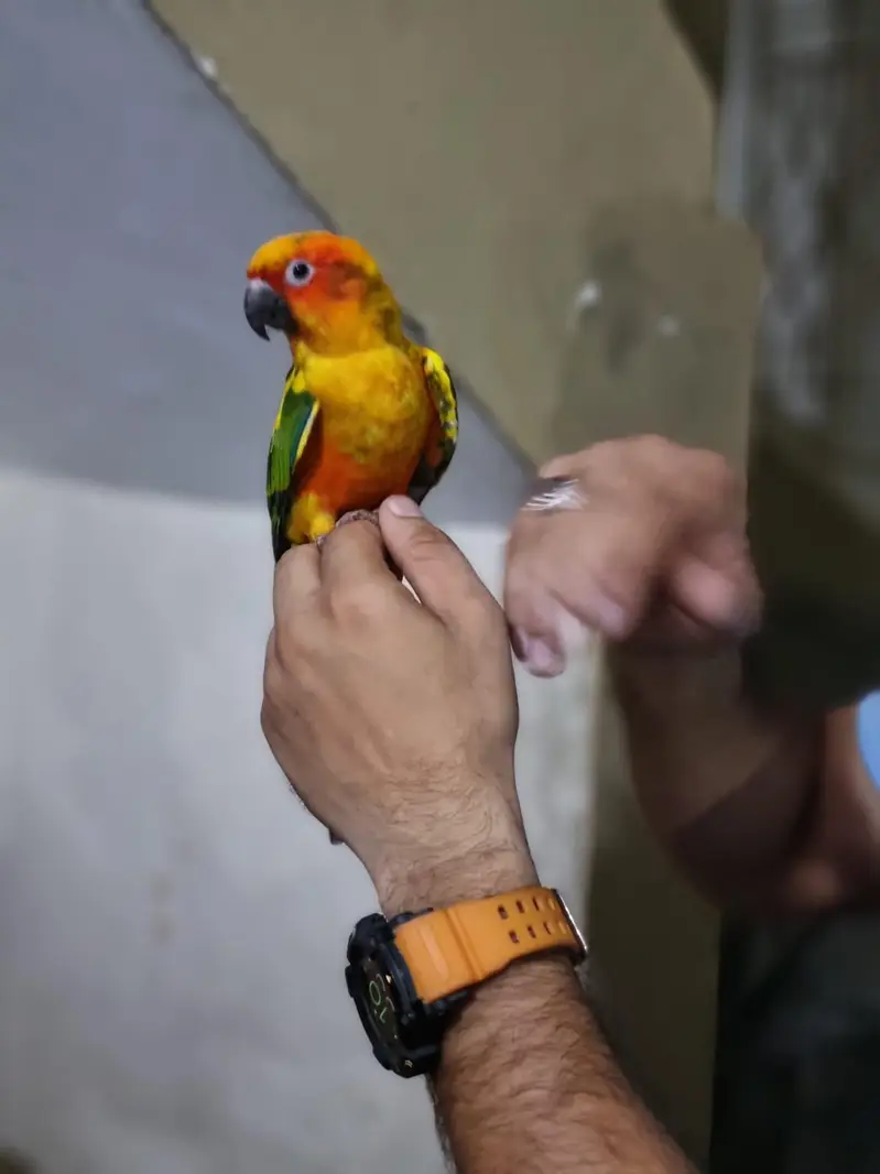 fully healthty sunconure — photo 2