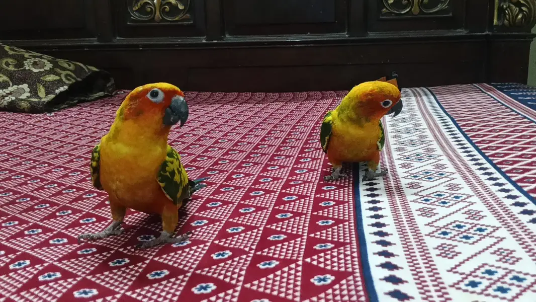 fully healthty sunconure — photo 3