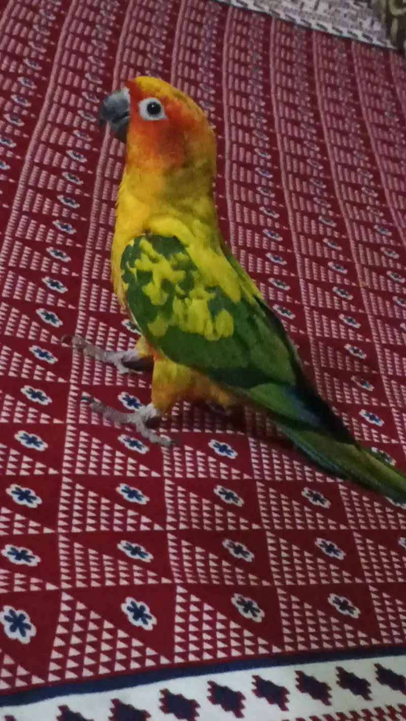 fully healthty sunconure — photo 4