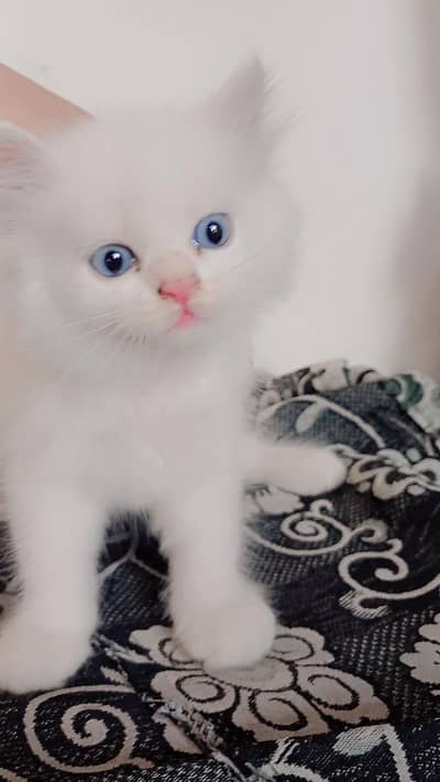 persian kittens