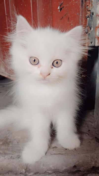 persian kittens