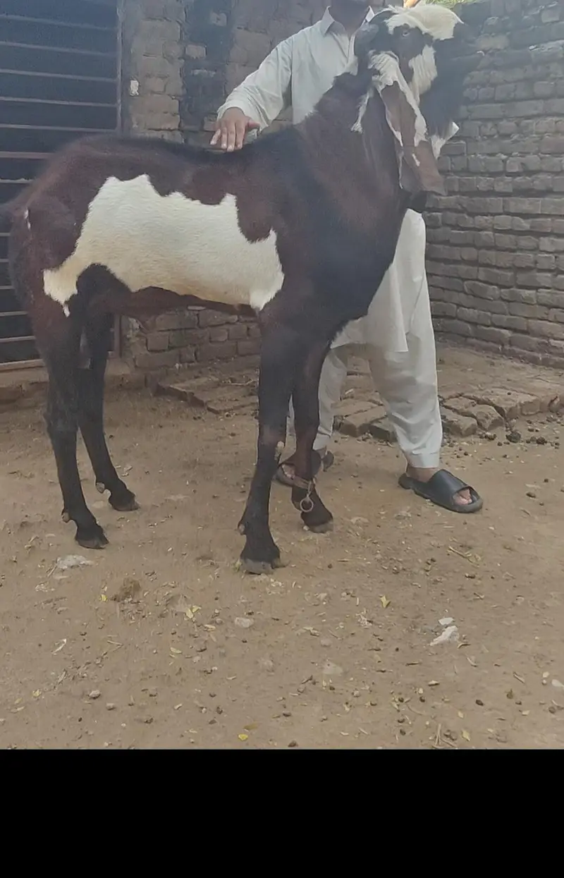 Breeder Bakra Amritsari Nagra Daba Beetal — photo 2