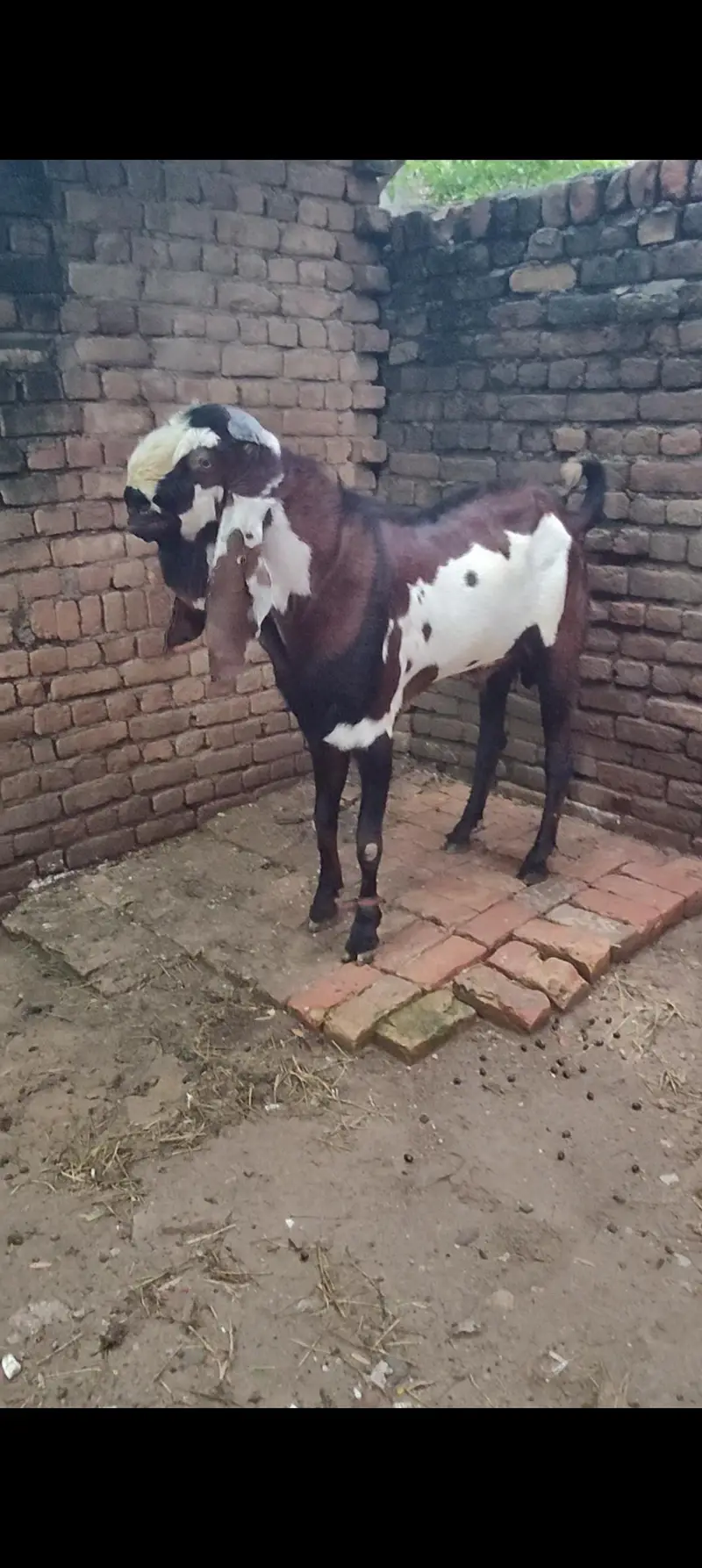 Breeder Bakra Amritsari Nagra Daba Beetal — photo 3