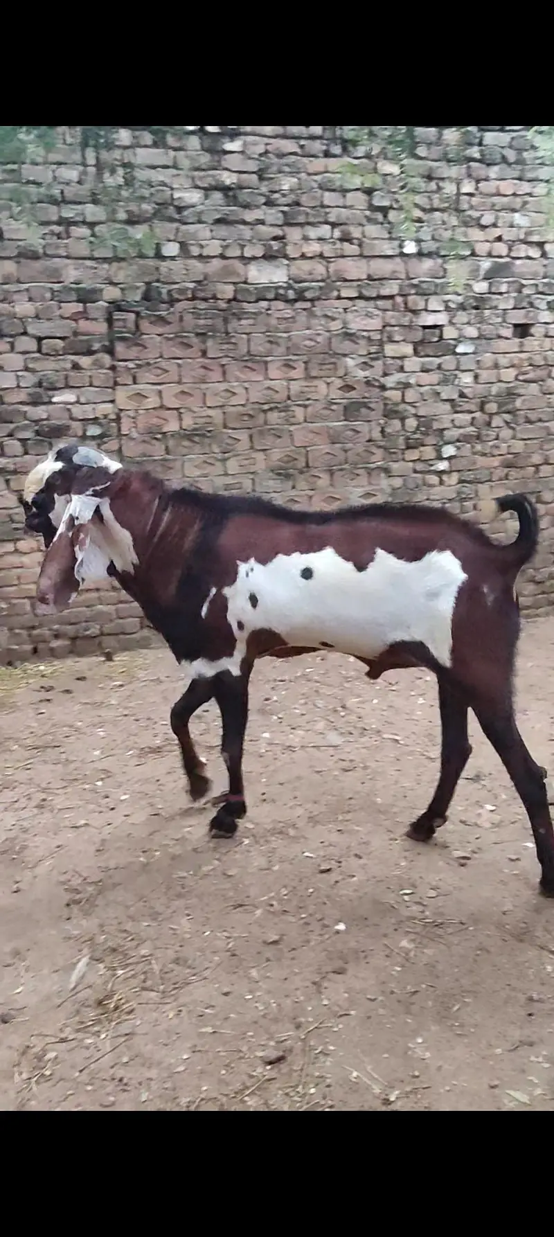 Breeder Bakra Amritsari Nagra Daba Beetal — photo 4