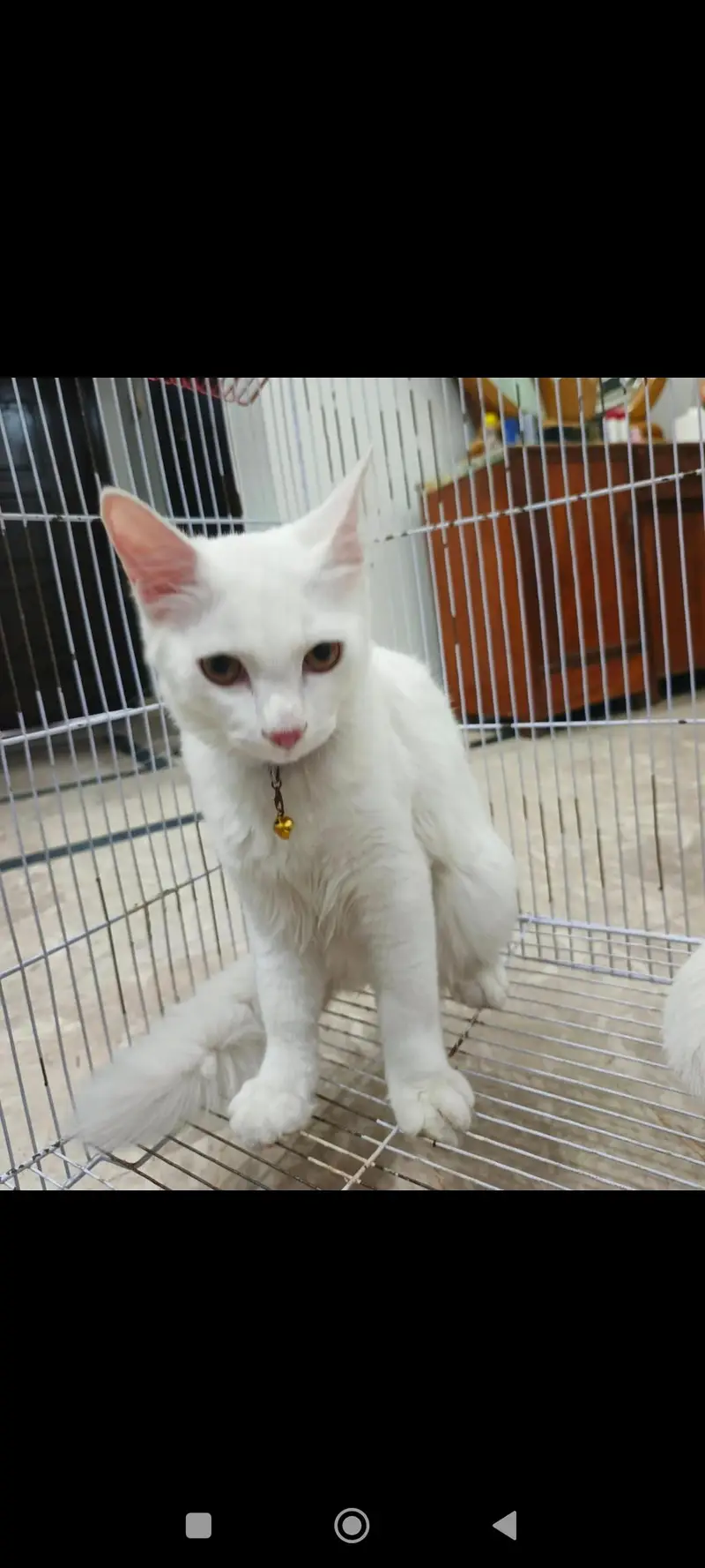 A pair of beautiful and naet and clean cats. — photo 2