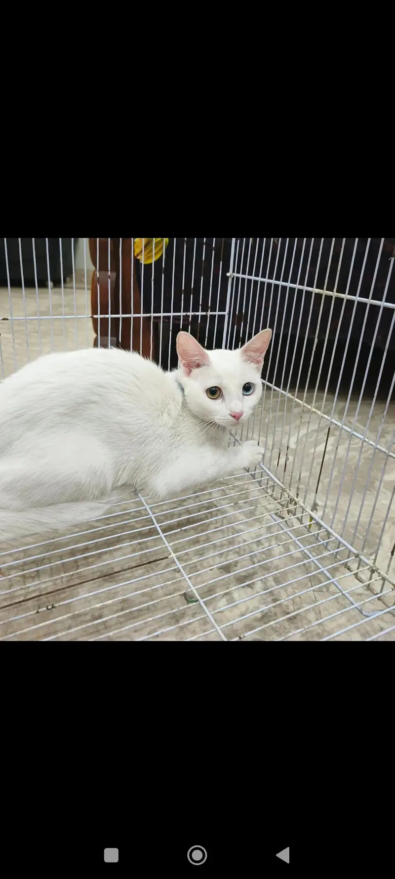 A pair of beautiful and naet and clean cats. — photo 3