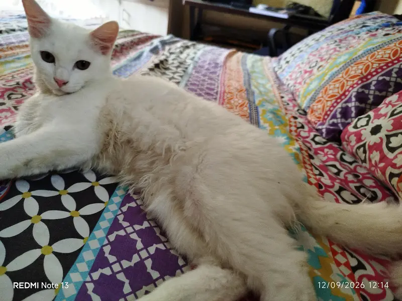A pair of beautiful and naet and clean cats. — photo 4