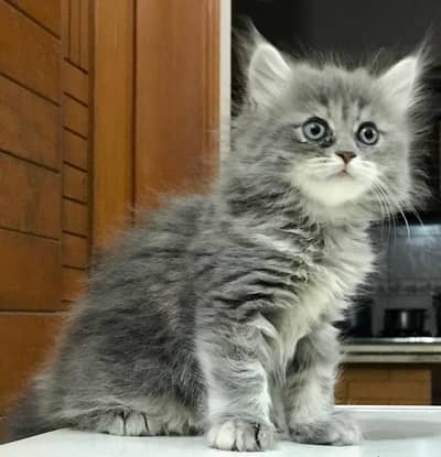 Persian kitten