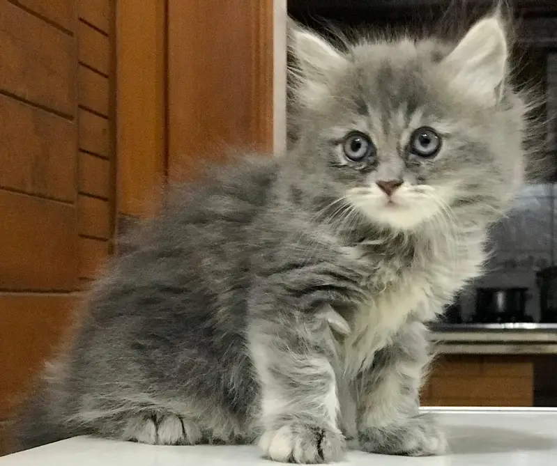 Persian kittens — photo 2