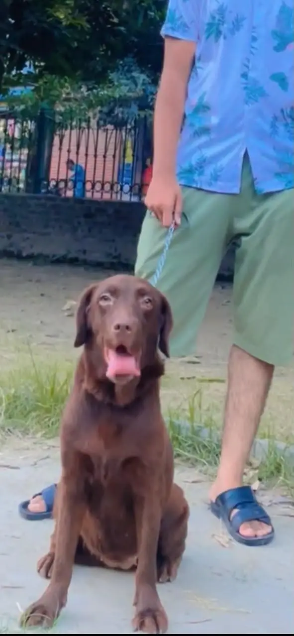 Labrador female urgent sale — photo 2