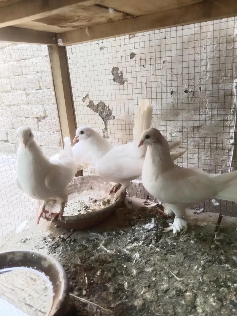 laka pegions 2 Male 1 female — photo 5