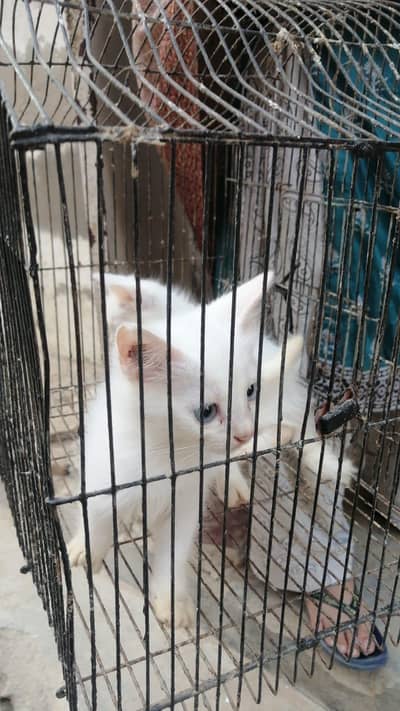 persian male cat and 2kittens blue eyes