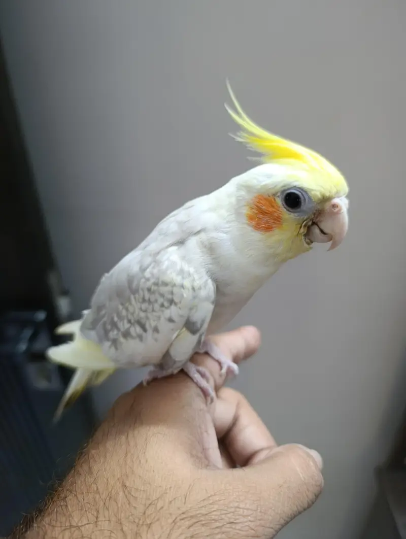 Handtamed Cockatiel — photo 2