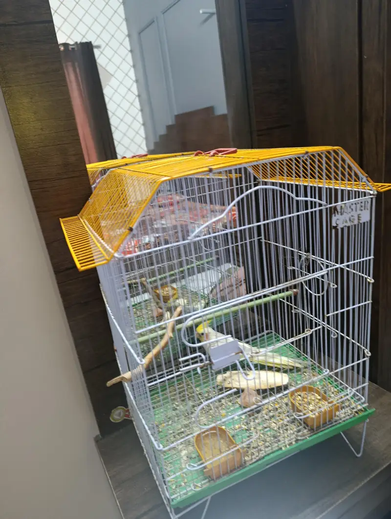 Handtamed Cockatiel — photo 3