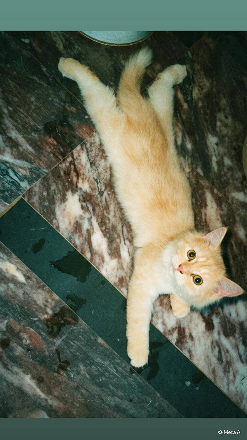 cat. . 0