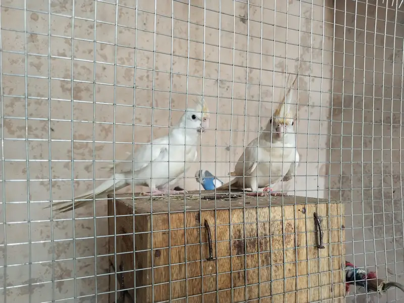 cocktail bird — photo 2