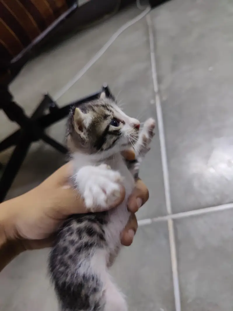 Cat - Grey tabby kitten — photo 2