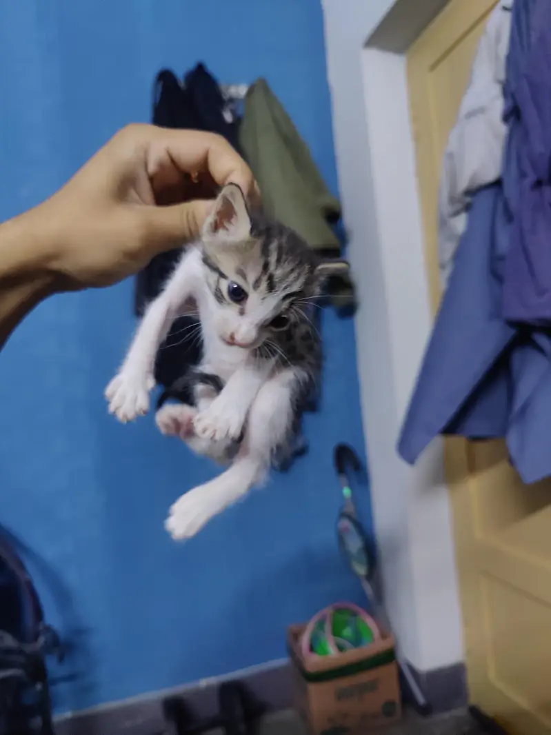 Cat - Grey tabby kitten — photo 3