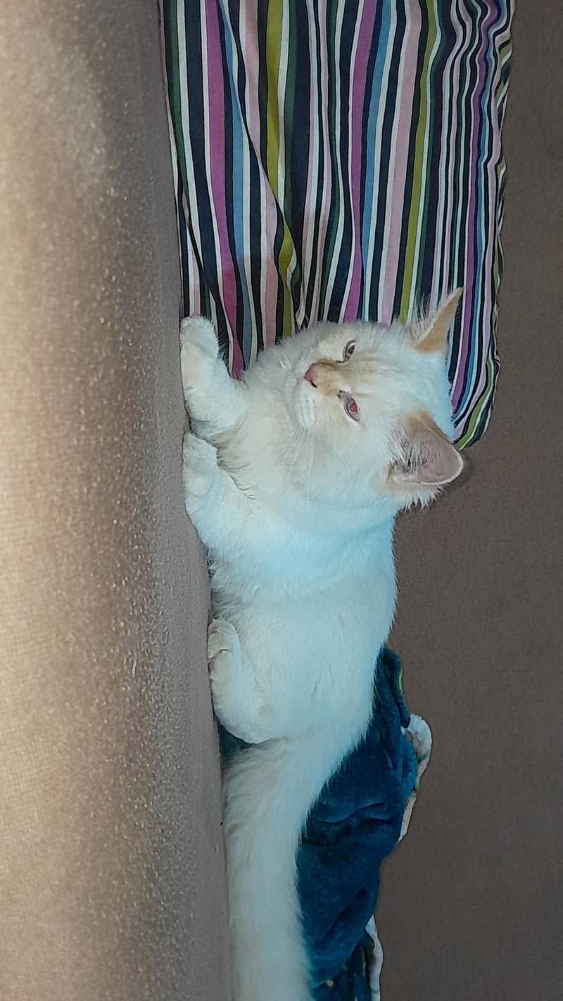 Persian 0