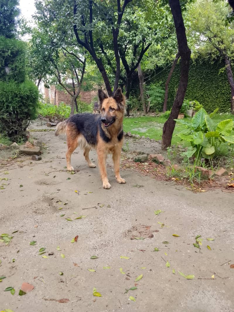 German Shepherd 0