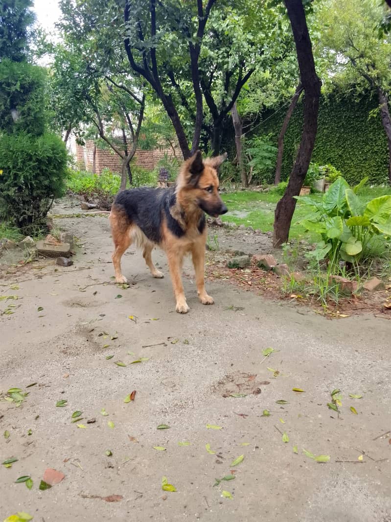 German Shepherd 1
