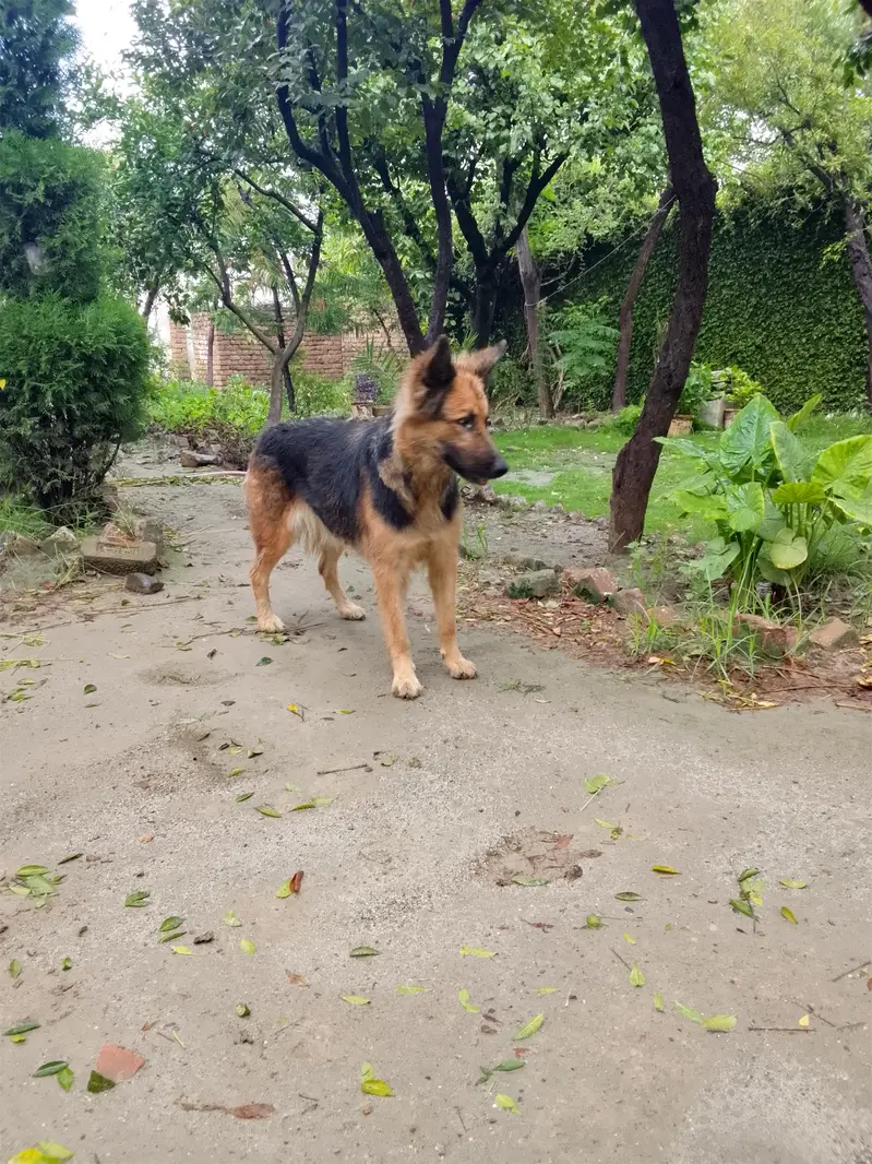 German Shepherd — photo 2