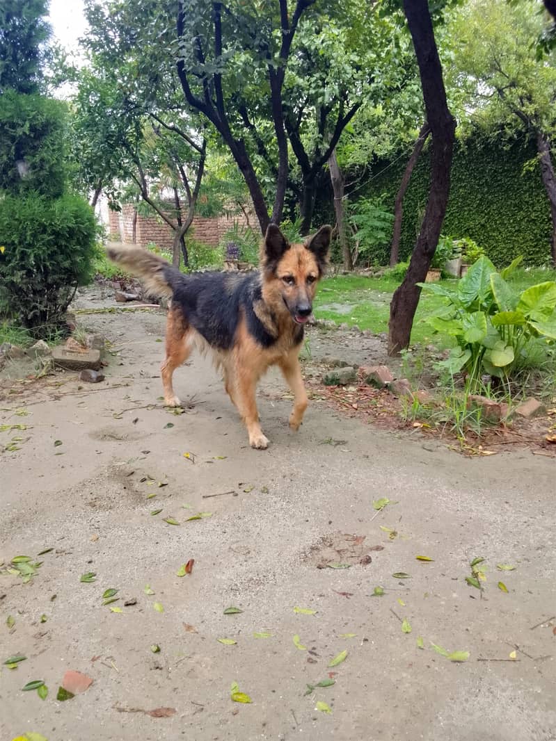 German Shepherd 2