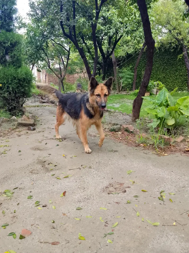 German Shepherd — photo 3
