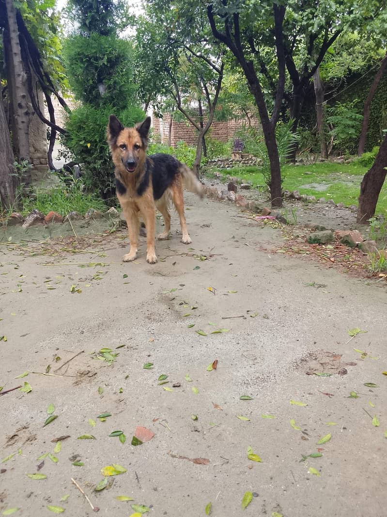 German Shepherd 3