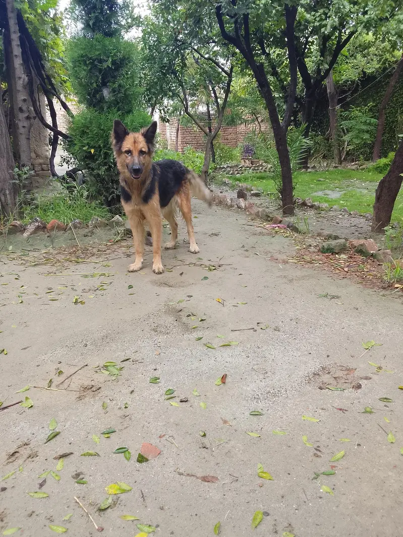 German Shepherd — photo 4