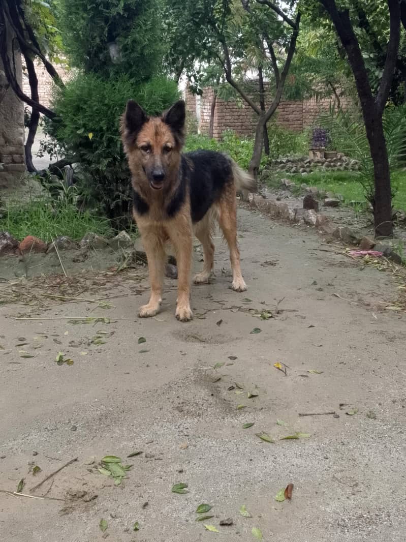 German Shepherd 4