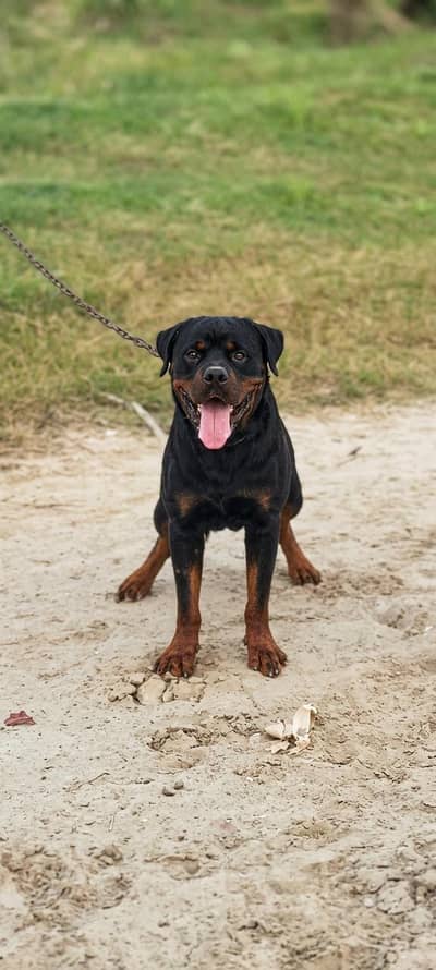 Roman Rottweiler looking for new home