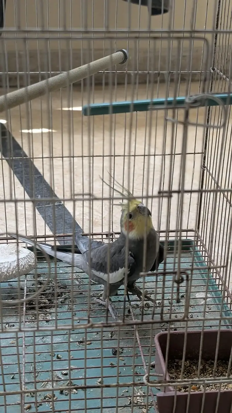 cocktail male — photo 3