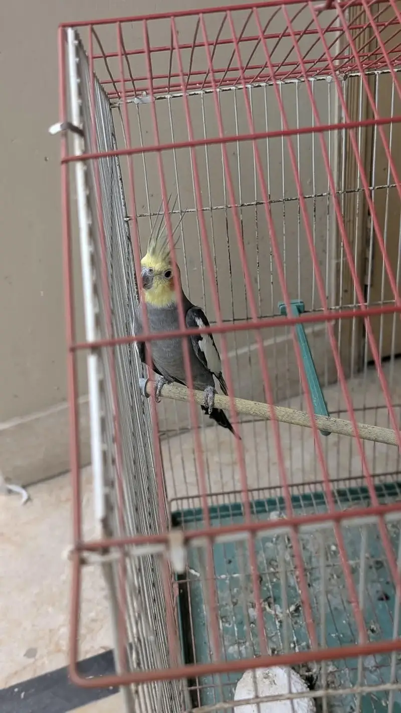 cocktail male — photo 4