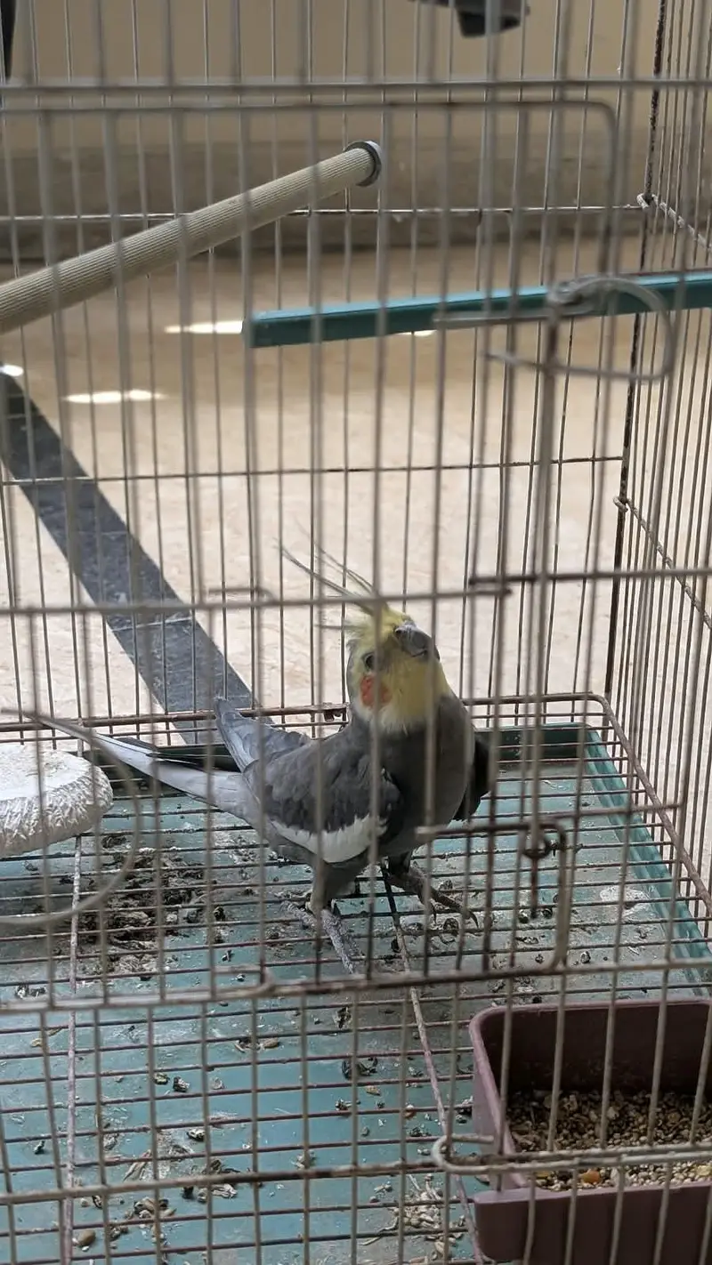 cocktail male — photo 6