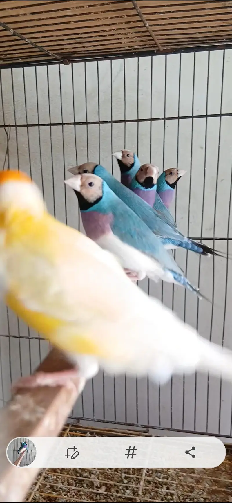 blue . red eyes gouldian — photo 2