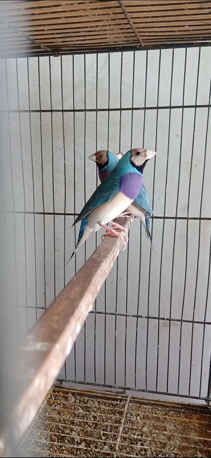 blue . red eyes gouldian — photo 3