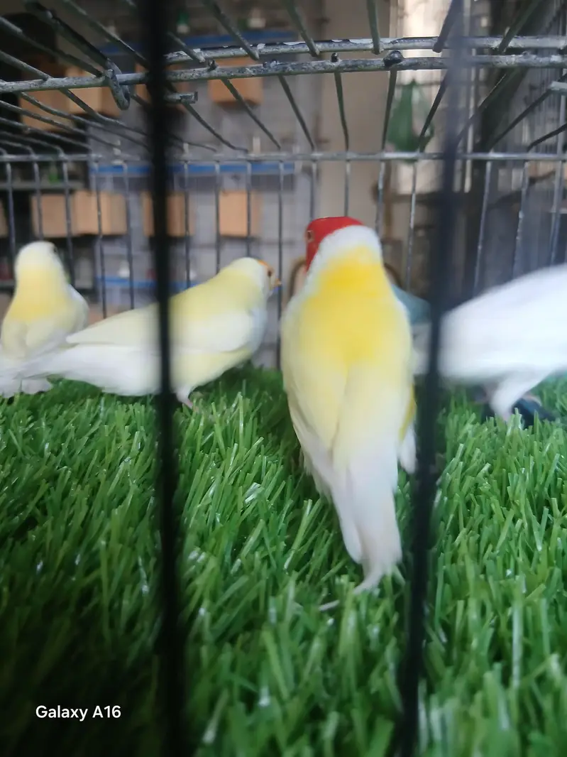 blue . red eyes gouldian — photo 4