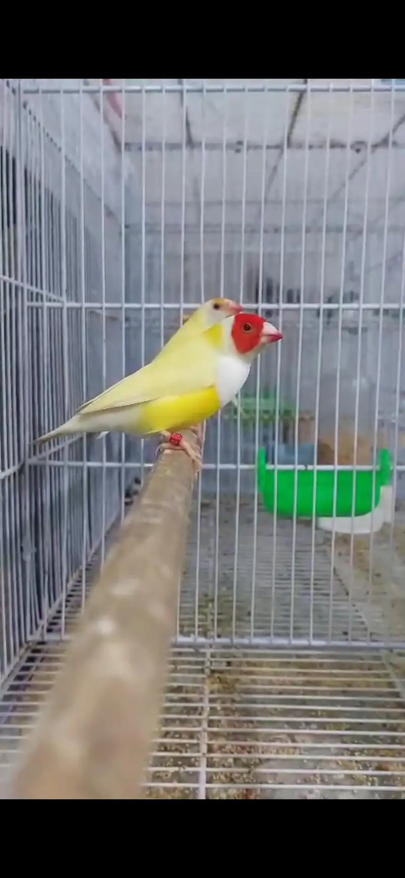 blue . red eyes gouldian — photo 7