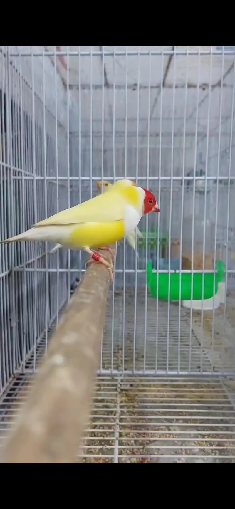 blue . red eyes gouldian — photo 8