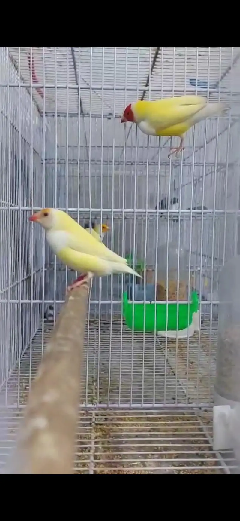 blue . red eyes gouldian — photo 9