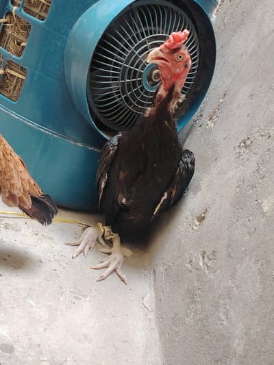 Aseel Chicken Pair – Pure Aseel Male & Female | Healthy Pair