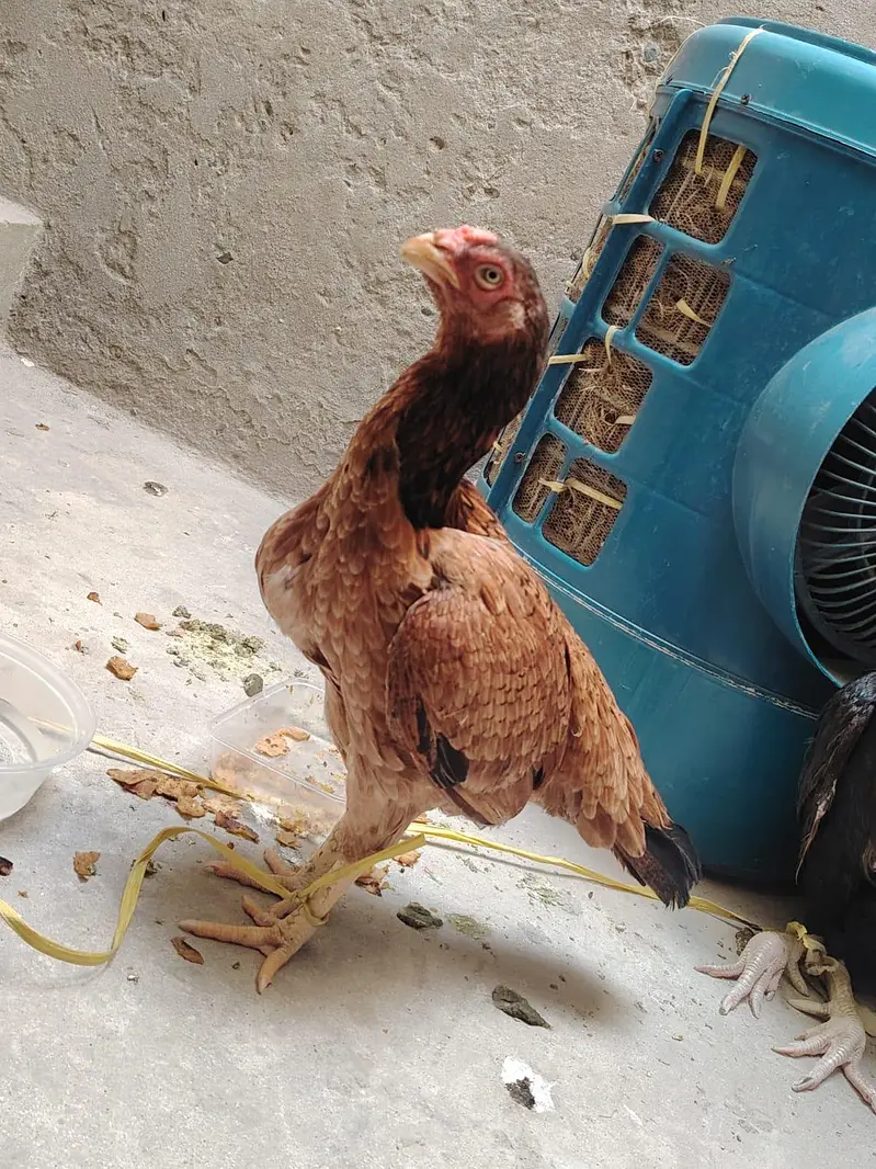 Aseel Chicken Pair – Pure Aseel Male & Female | Healthy Pair — photo 2