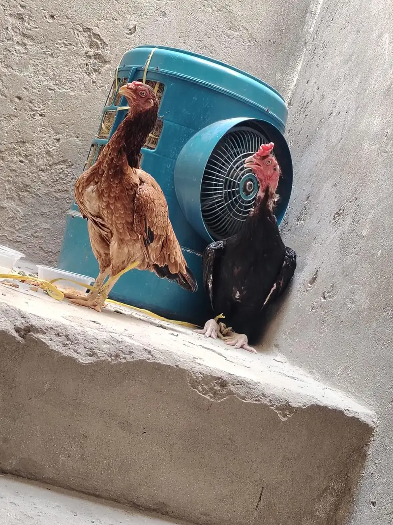 Aseel Chicken Pair – Pure Aseel Male & Female | Healthy Pair — photo 3